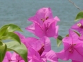 Lovely flowers by the sea in Thailand