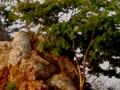 Tree Growing From A Rock