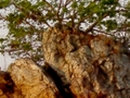 Tree Growing From A Rock