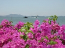 Lovely flowers by the sea in Thailand