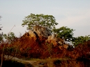 Tree Growing From A Rock