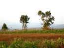 Trees In The Field